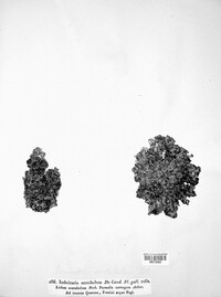 Imbricaria acetabulum image